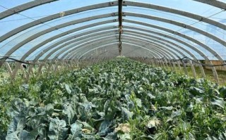 五河县十五天天气预报-五河县十五天天气预报15天？