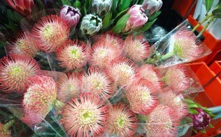 27日昆明疫情，1月27日昆明冠状病毒肺炎情况