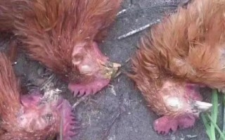 暴发疫情的情况_暴发疫情的定义是什么