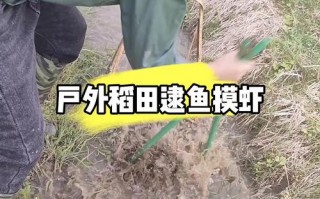 台湾登革热最新疫情，台湾近期多现本地登革热病例