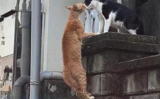 疫情前疫情后搞笑图片_疫情前疫情后图片对比