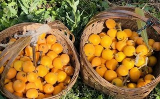 青白江区天气预报，青白江区天气预报最新