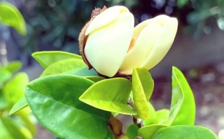 南极出现聚集性疫情-南极出现聚集性疫情的原因？