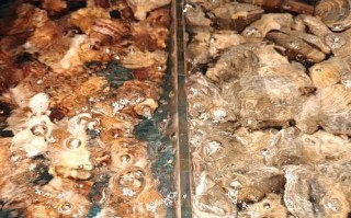 大连疫情与海鲜，大连 海鲜 新冠