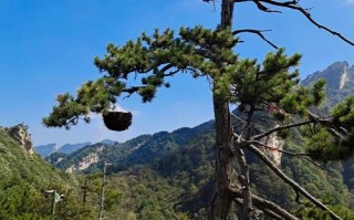 老界岭天气预报-老界岭天气预报7天准确一览表？