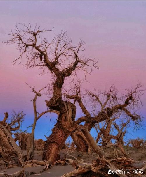 疫情下的小城额济纳旗_额济纳旗城市视频-第3张图片-德宏生活网 疫情下的小城额济纳旗_额济纳旗城市视频-第3张图片-德宏生活网