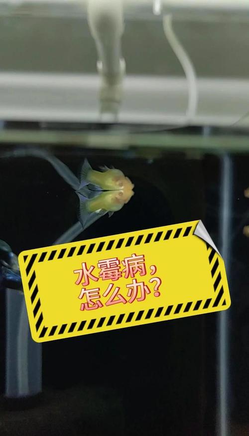 台湾登革热最新疫情，台湾近期多现本地登革热病例-第3张图片-德宏生活网