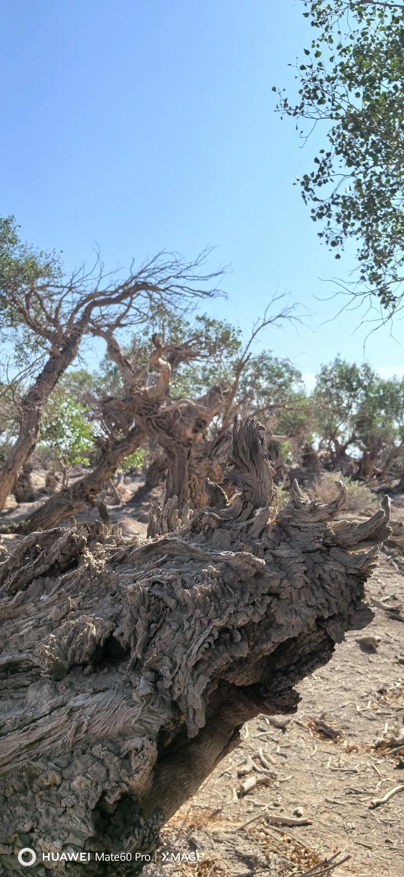 伊吾天气预报_新疆天气15天天气预报-第3张图片-德宏生活网