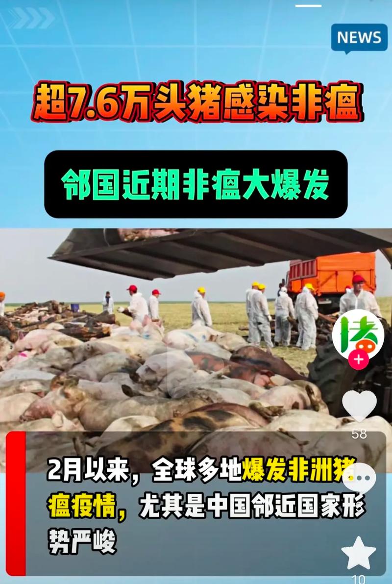 近来中国非洲猪瘟疫情-中国非洲猪瘟疫情来源于哪里?为何仍不断增长?官方回应？-第1张图片-德宏生活网