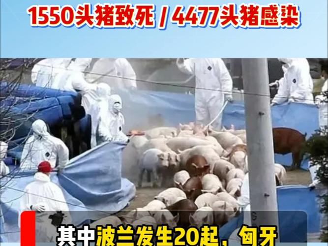 近来中国非洲猪瘟疫情-中国非洲猪瘟疫情来源于哪里?为何仍不断增长?官方回应？-第2张图片-德宏生活网