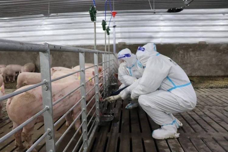 近来中国非洲猪瘟疫情-中国非洲猪瘟疫情来源于哪里?为何仍不断增长?官方回应？-第4张图片-德宏生活网