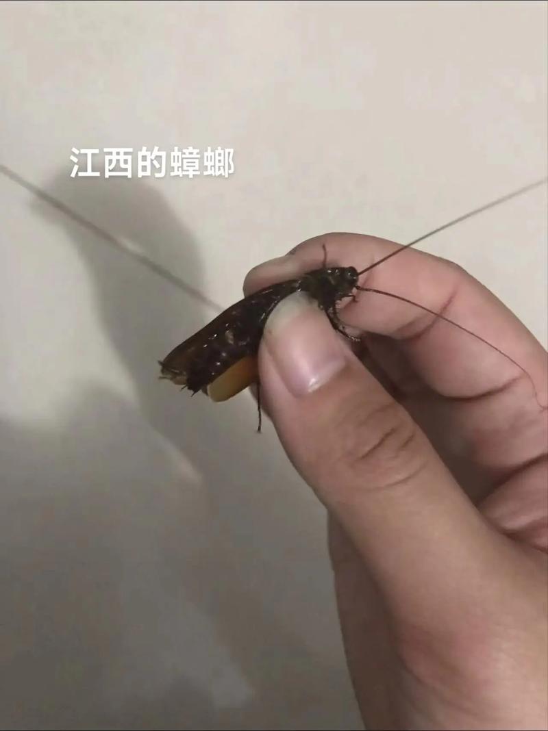 泰国登革热疫情2017-泰国登革热疫情最新消息?-第6张图片-德宏生活网 泰国登革热疫情2017-泰国登革热疫情最新消息?-第6张图片-德宏生活网