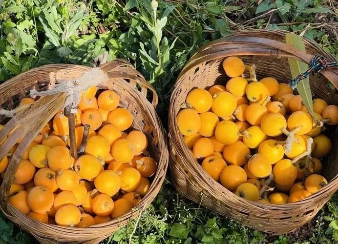 青白江区天气预报，青白江区天气预报最新-第1张图片-德宏生活网