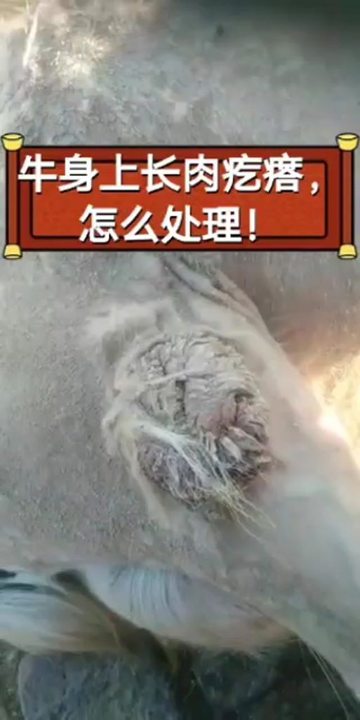 新疫情几万头猪被活埋_新疫情几万头猪被活埋了-第3张图片-德宏生活网 新疫情几万头猪被活埋_新疫情几万头猪被活埋了-第3张图片-德宏生活网