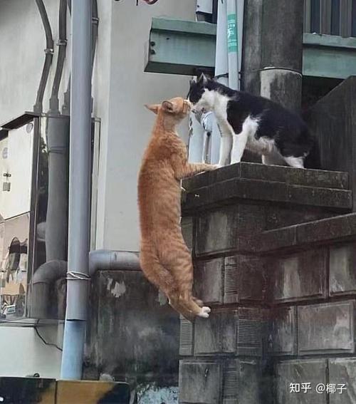 疫情前疫情后搞笑图片_疫情前疫情后图片对比-第1张图片-德宏生活网