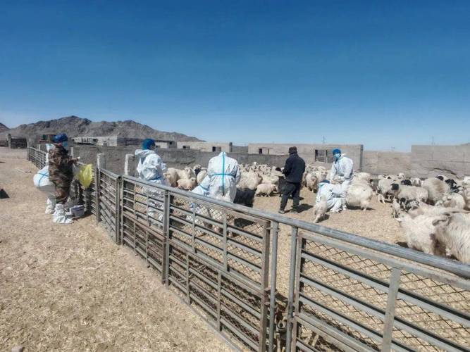 动物疫情疫情监测工作，动物疫情核查制度-第4张图片-德宏生活网