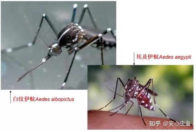 新加坡肺炎疫情严重_新加坡肺炎疫情严重吗-第5张图片-德宏生活网