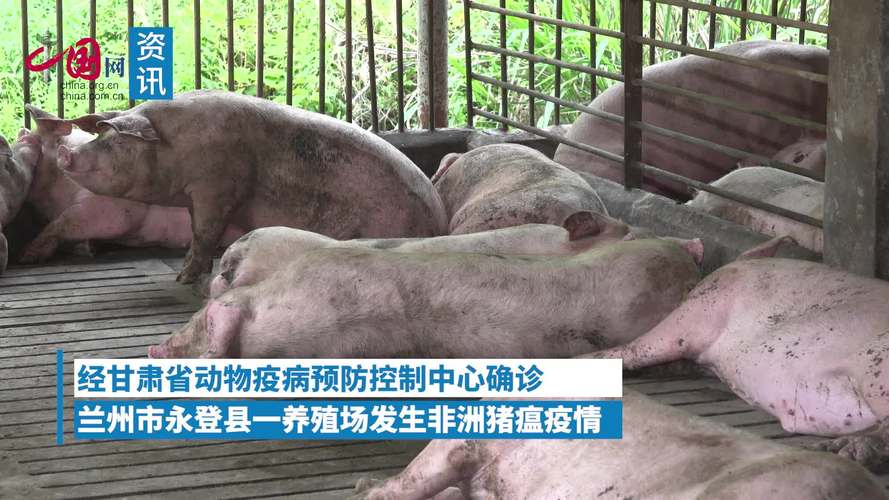 猪瘟疫情最新消息江苏_江苏猪瘟疫情2021-第1张图片-德宏生活网