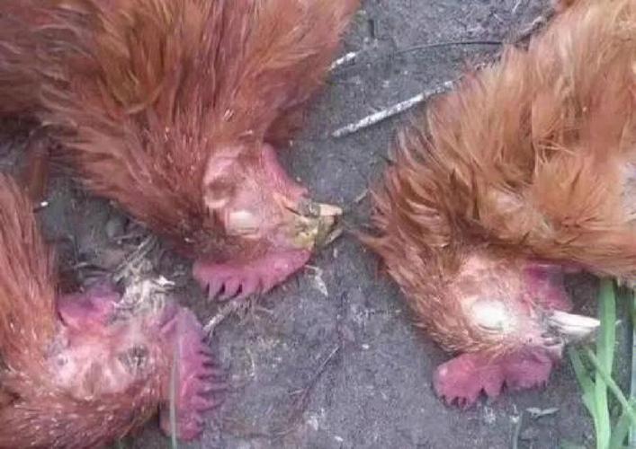 暴发疫情的情况_暴发疫情的定义是什么-第1张图片-德宏生活网