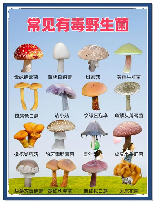 野味疫情有哪些，吃野味引起的疫情-第2张图片-德宏生活网