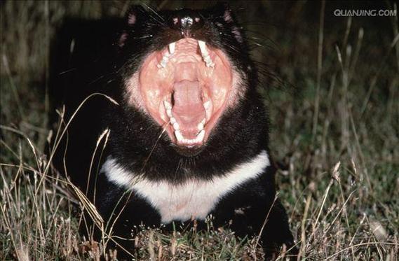 野味疫情有哪些，吃野味引起的疫情-第3张图片-德宏生活网