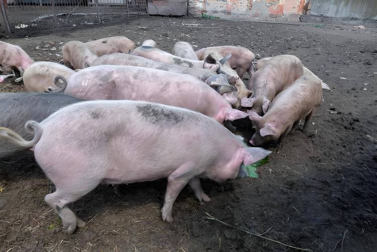 介绍疫情的情况-疫情,介绍？-第3张图片-德宏生活网