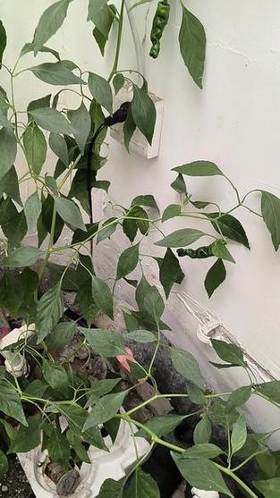 广东疫情开学宿舍_疫情期间广东什么时候开学-第2张图片-德宏生活网