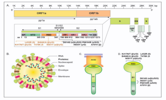 国内研究疫情情况-国内研究疫情情况的机构？-第4张图片-德宏生活网