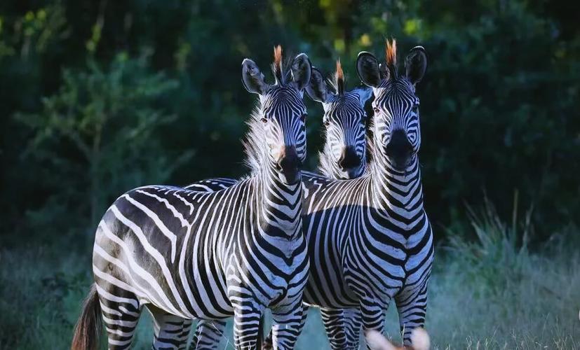 佛山各区疫情等级-佛山市疫情风险等级划分？-第5张图片-德宏生活网