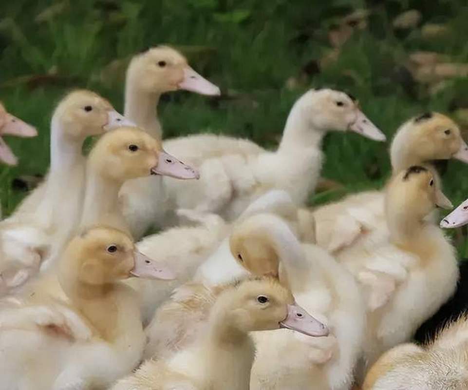 海南疫情现存确诊-海南疫情现存确诊病例？-第3张图片-德宏生活网