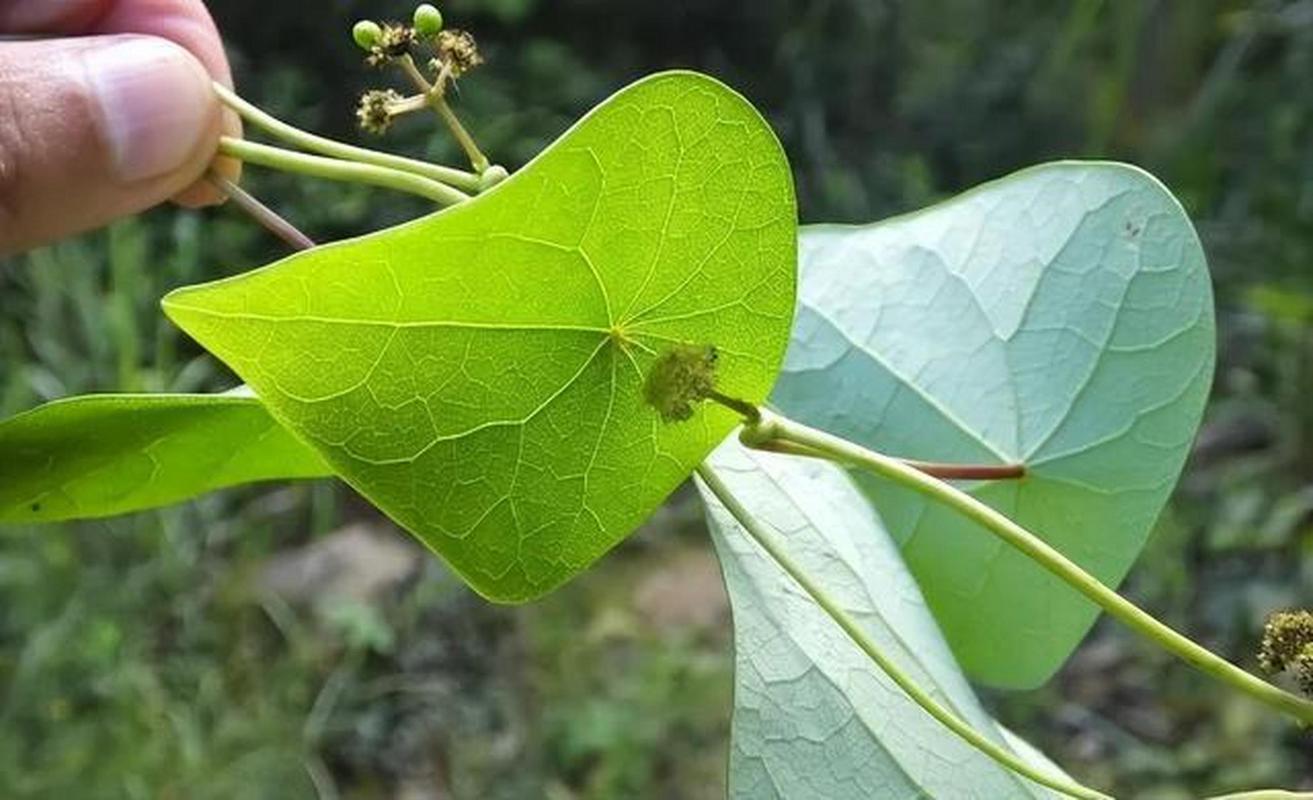 抗击疫情推荐中药，抗疫情的中药有哪些-第5张图片-德宏生活网